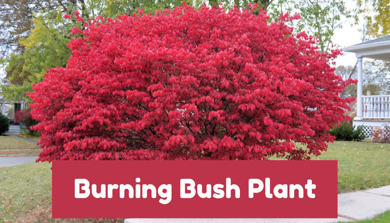 Burning Bush Plant: Growing And Caring Tips